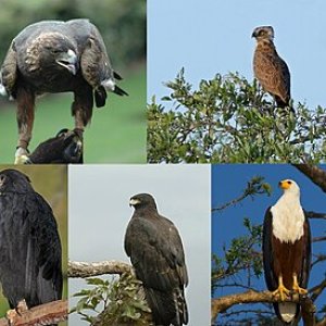 Eagles